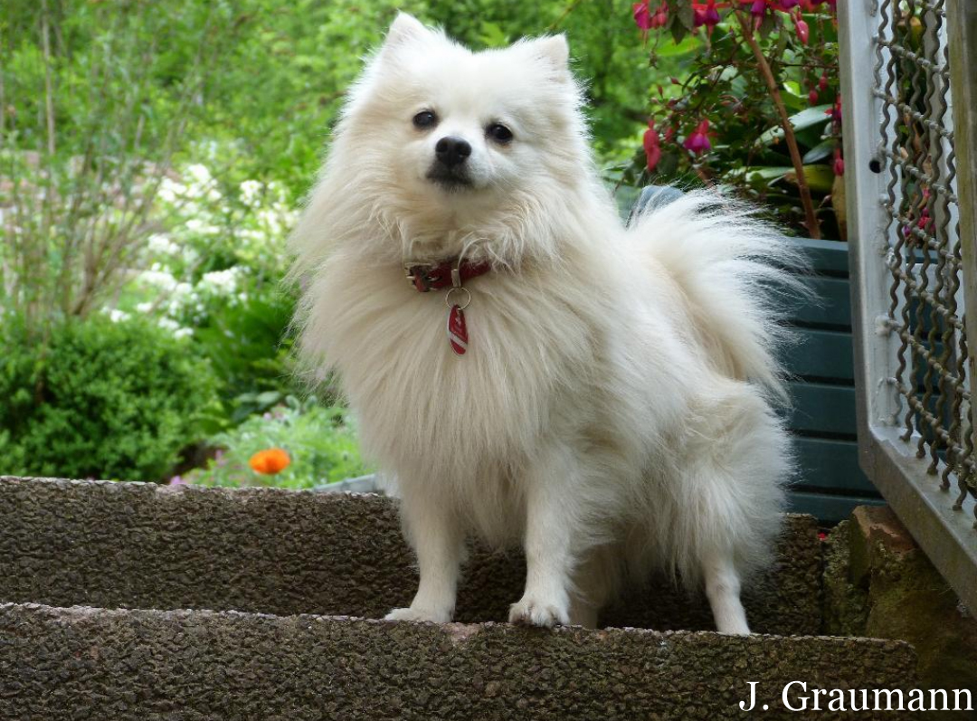 Der Vater von Django - Chiko  ein Kleinspitz