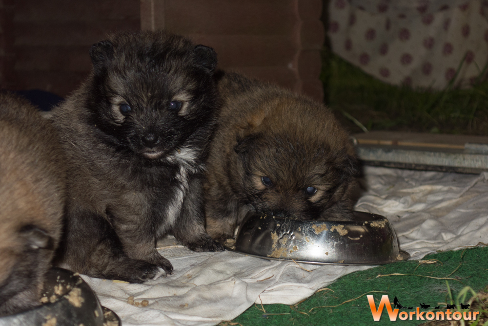 das klappt auch schon aus dem Napf