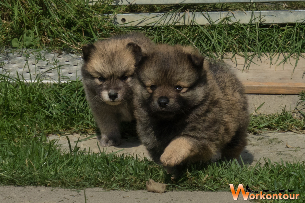 Murphy und Siggi - auf ins Abenteuer