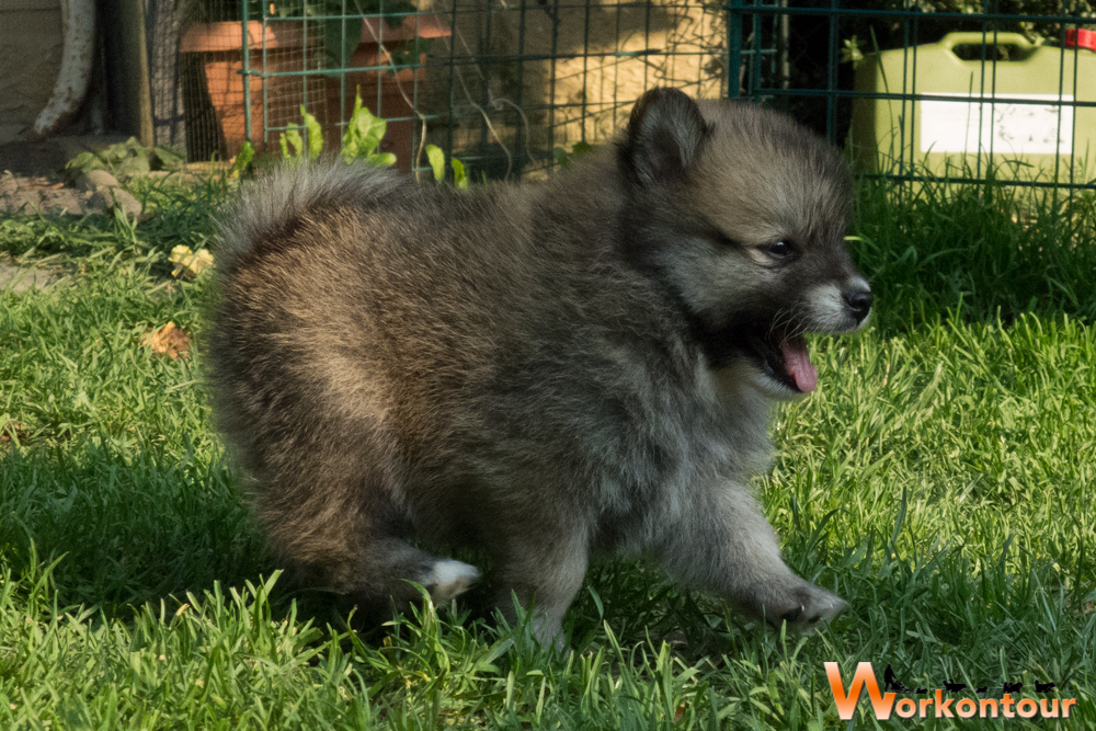 Mr. Murphy im eiligen Tempo