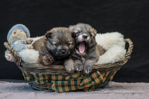 Siggi und Mr. Murphy