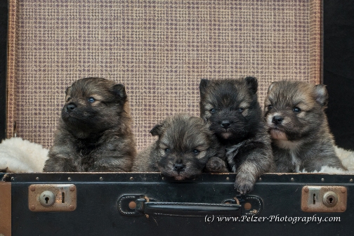 Siggi. Fee, Wölfchen, Mr. Murphy