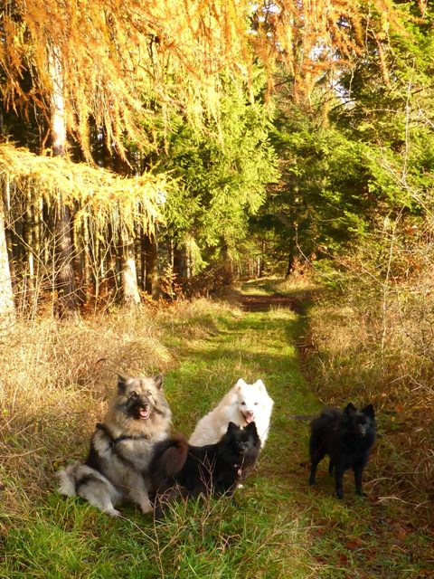 Wolfsspitz, Großspitz und Kleinspitze