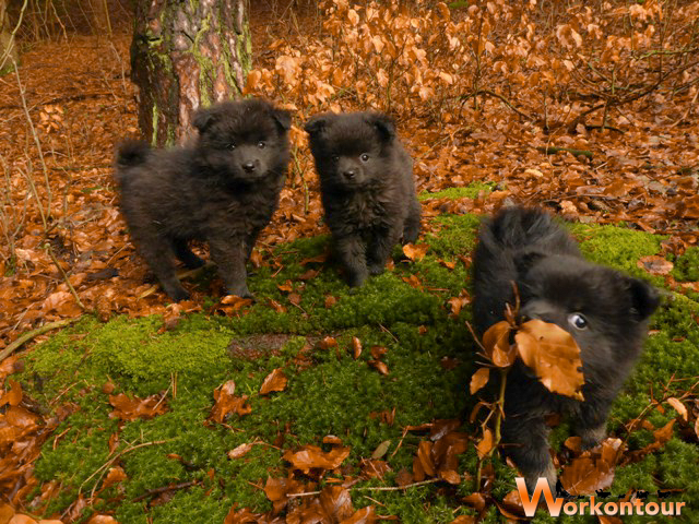 Bento, Floh und Betty