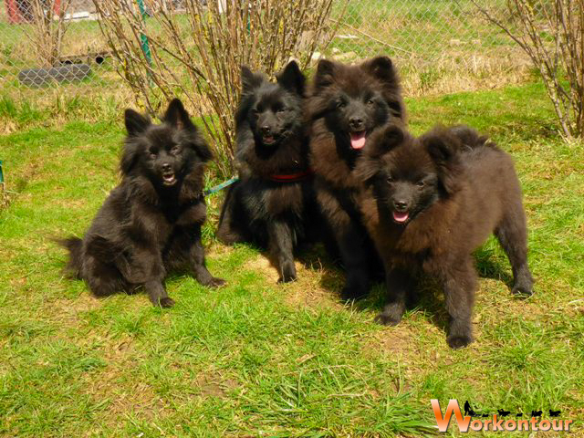 Peppy, Jule, Bento und Floh