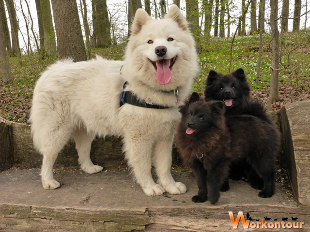 Cicek mit Bento und Floh